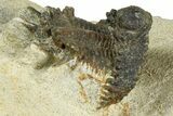 Bargain, Lichid Trilobite (Akantharges) - Tinejdad, Morocco #372457-3